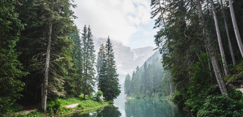 cours d'eau qui passe au milieu d'une forêt