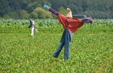 5 astuces pour empêcher les oiseaux de manger vos cultures