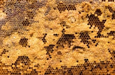 Comment se lancer dans l’apiculture ?