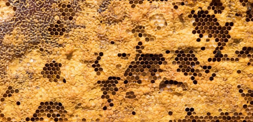 se lancer apiculture